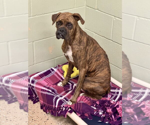 Medium Photo #3 Boxer Puppy For Sale in Austin, TX, USA