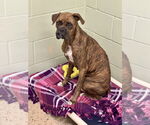 Small #2 Boxer