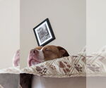 Small #15 American Staffordshire Terrier Mix