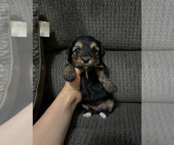 Medium Photo #1 YorkiePoo Puppy For Sale in JEFFERSONVILLE, IN, USA