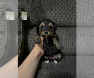YorkiePoo Puppy for sale in JEFFERSONVILLE, IN, USA