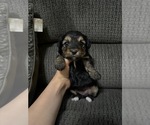 Image preview for Ad Listing. Nickname: Dalia
