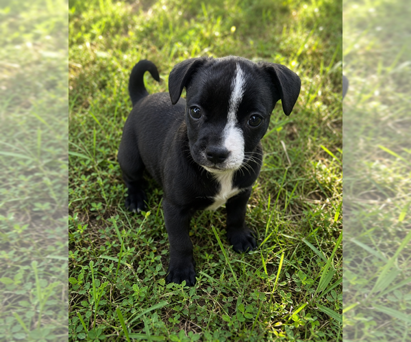 Medium Photo #3 Miniature Schnauzer-Unknown Mix Puppy For Sale in Mooresville, NC, USA