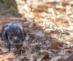 Puppy 1 Cocker Spaniel