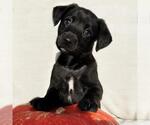 Small Labrador Retriever Mix