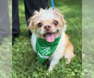 Shih Tzu-Unknown Mix Dogs for adoption in Warrenton, VA, USA