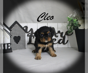 Cavalier King Charles Spaniel Puppy for sale in CHANUTE, KS, USA