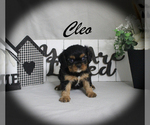 Image preview for Ad Listing. Nickname: Cleo