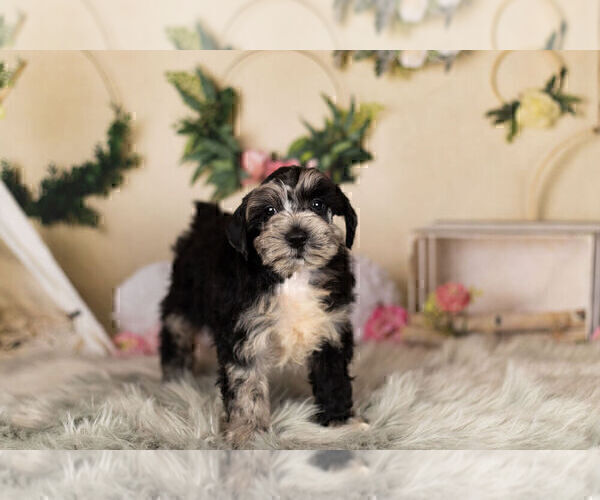 Medium Photo #9 Schnauzer (Miniature) Puppy For Sale in WARSAW, IN, USA