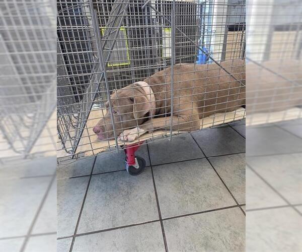 Medium Photo #1 American Pit Bull Terrier-Unknown Mix Puppy For Sale in San Antonio, TX, USA