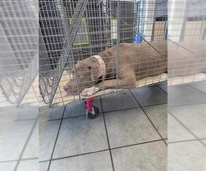 American Pit Bull Terrier-Unknown Mix Dogs for adoption in San Antonio, TX, USA