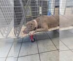 Small American Pit Bull Terrier Mix