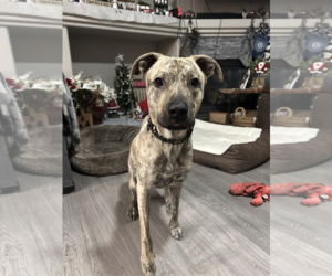 Catahoula Leopard Dog-Unknown Mix Dogs for adoption in Incline Village, NV, USA