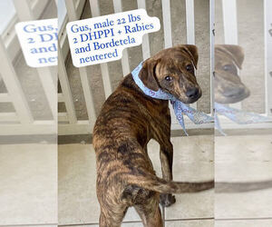 Mountain Cur-Unknown Mix Dogs for adoption in Jefferson, NJ, USA