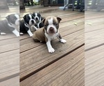 Small #7 Boston Terrier