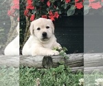 Small Photo #1 Labrador Retriever Puppy For Sale in VALLEY CITY, OH, USA