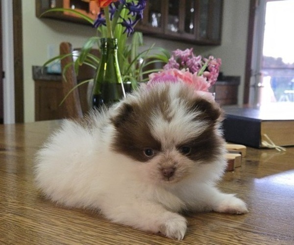 Medium Photo #2 Pomeranian Puppy For Sale in ORRVILLE, OH, USA