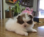 Small #1 Pomeranian