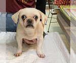 Small Photo #1 Peke-A-Poo Puppy For Sale in Benton, LA, USA