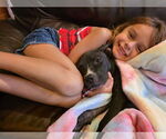 Small #2 American Pit Bull Terrier-Labrador Retriever Mix