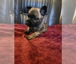 Small Photo #4 Cairn Terrier Puppy For Sale in DAYTONA BEACH, FL, USA