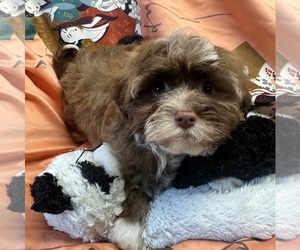 Havanese Puppy for sale in LIVONIA, MI, USA