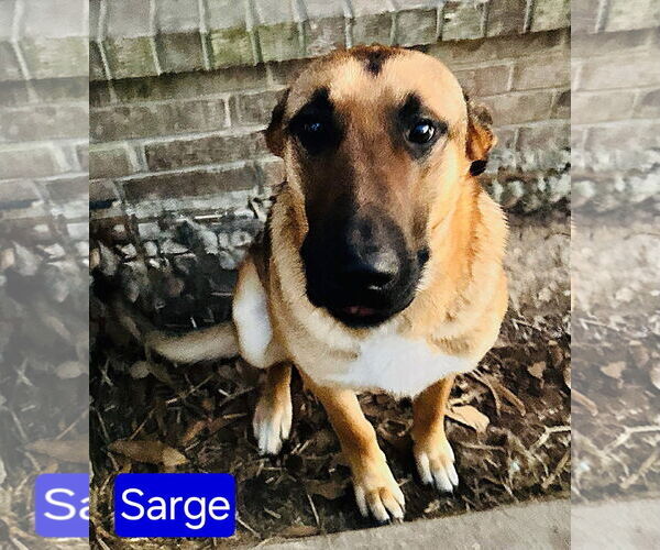 Medium Photo #3 German Shepherd Dog-Unknown Mix Puppy For Sale in Alexander, AR, USA