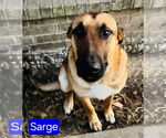 Small #2 German Shepherd Dog Mix