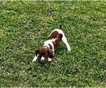 Small #4 Brittany