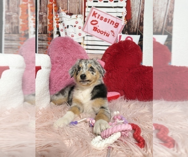 Medium Photo #10 Australian Shepherd Puppy For Sale in NEW BRAUNFELS, TX, USA