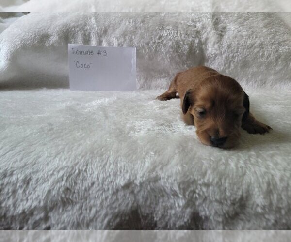 Medium Photo #3 Dachshund Puppy For Sale in PINSON, AL, USA