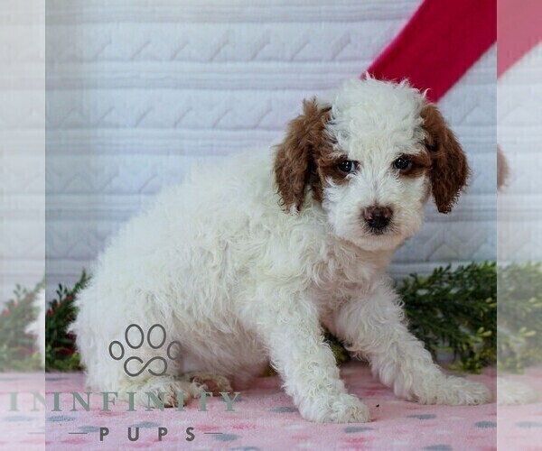 Medium Photo #5 Goldendoodle (Miniature) Puppy For Sale in LITITZ, PA, USA