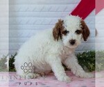 Small #4 Goldendoodle (Miniature)