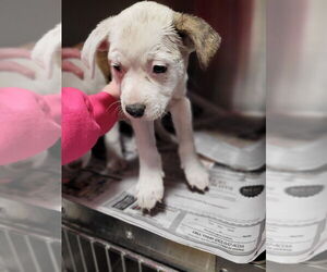 Mutt Dogs for adoption in Linton, IN, USA