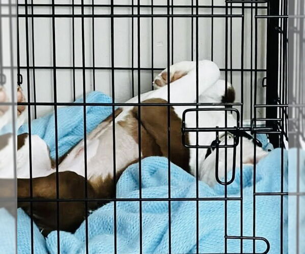 Medium Photo #4 American Pit Bull Terrier-Unknown Mix Puppy For Sale in Germantown, OH, USA