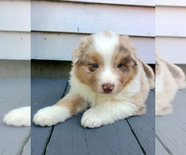 Medium Photo #9 Australian Shepherd Puppy For Sale in ROBERTS, IL, USA