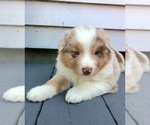 Small Photo #9 Australian Shepherd Puppy For Sale in ROBERTS, IL, USA