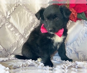 Border-Aussie Puppy for sale in LANCASTER, PA, USA