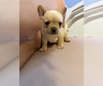 Small #4 French Bulldog
