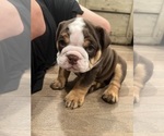 Puppy Mack English Bulldog