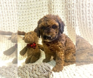 Poodle (Miniature) Puppy for sale in FREDERICKSBURG, OH, USA
