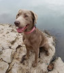 Small Photo #1 Labrador Retriever Puppy For Sale in LEBANON, MO, USA