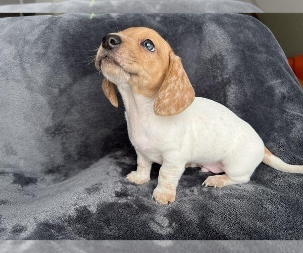 Medium Photo #2 Dachshund Puppy For Sale in SCHAUMBURG, IL, USA