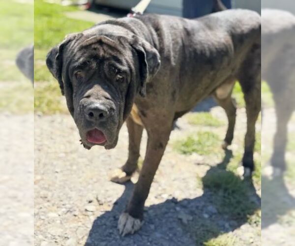 Medium Photo #7 Great Dane-Neapolitan Mastiff Mix Puppy For Sale in Rockaway, NJ, USA