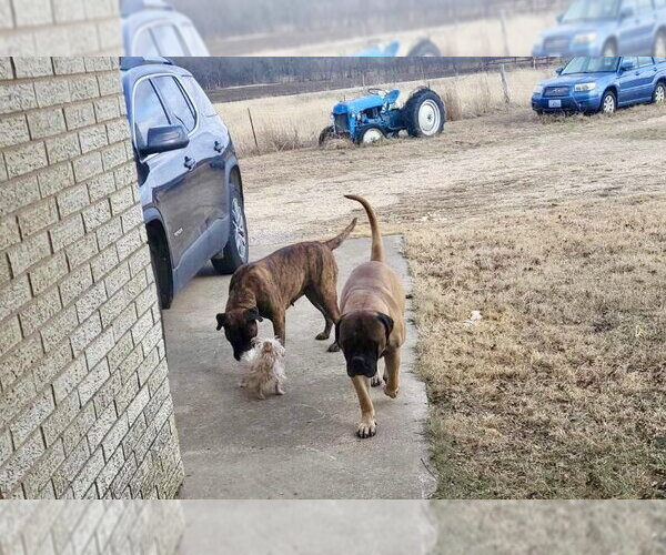 Medium Photo #4 Bullmastiff Puppy For Sale in Goodyear, AZ, USA