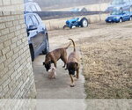 Small #3 Bullmastiff