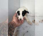 Small Labrador Retriever Mix