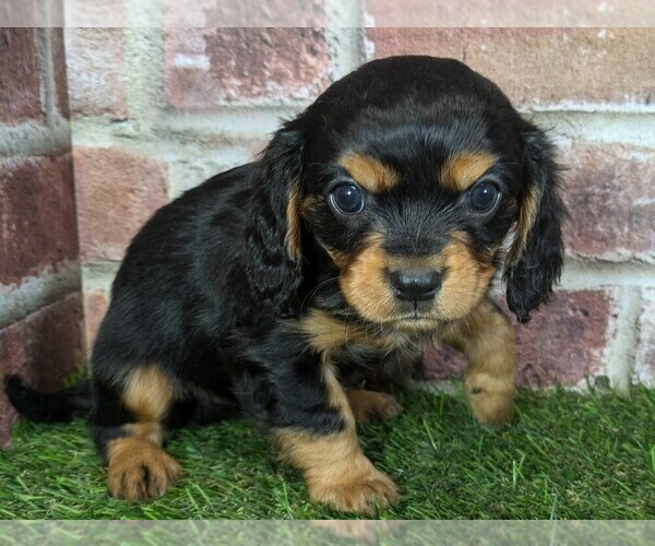 Medium Photo #7 Cavalier King Charles Spaniel Puppy For Sale in MOBERLY, MO, USA