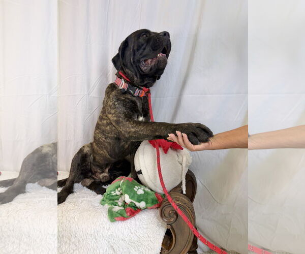 Medium Photo #5 Mutt Puppy For Sale in Goodyear, AZ, USA