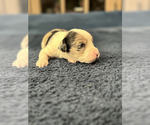 Small Photo #2 Aussiedoodle Puppy For Sale in VAIL, AZ, USA